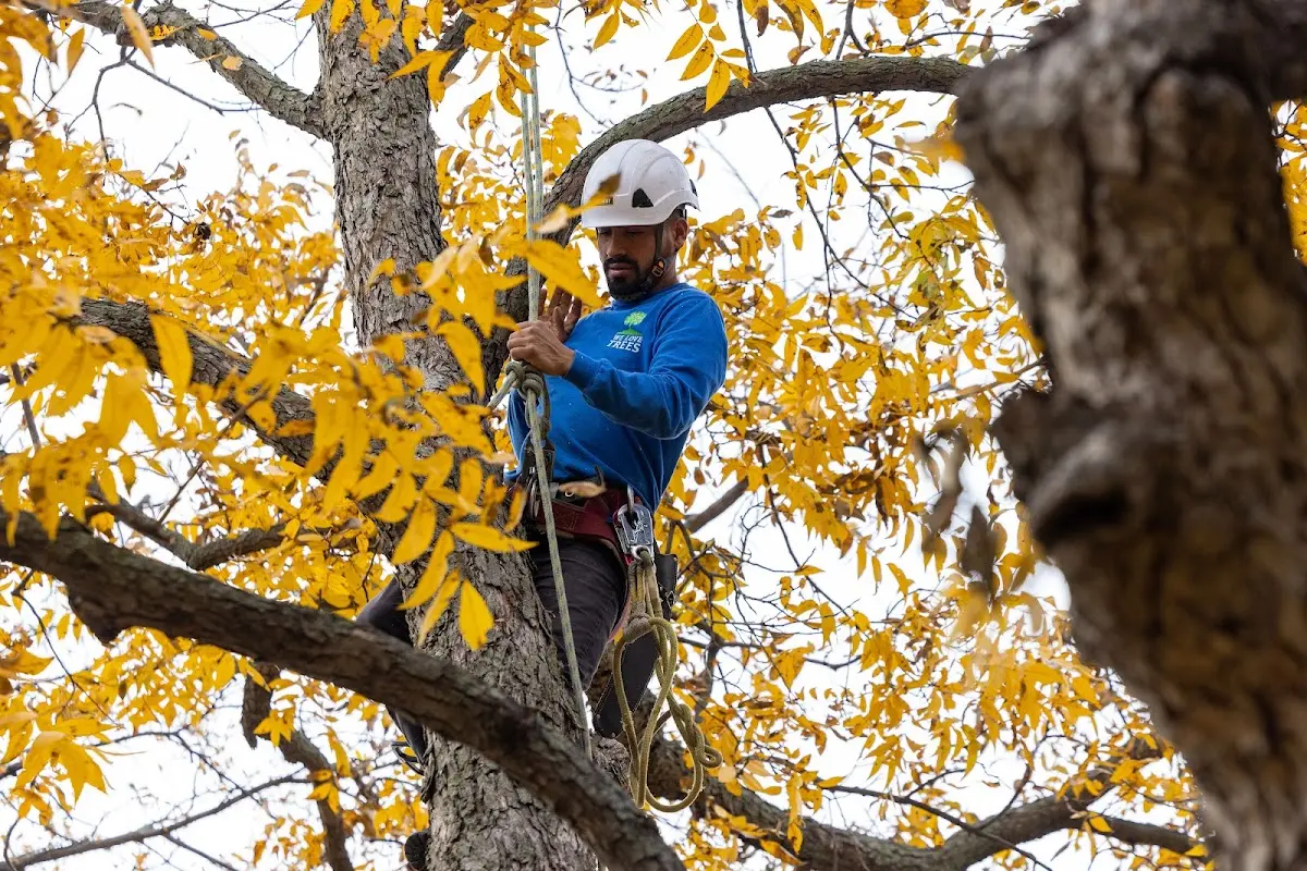 Skilled Tree Pruning crew working in Monterey